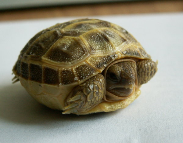 Żółwik stepowy 